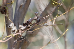 Eucalyptus diversifolia diversifolia
