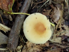 Agrocybe acericola