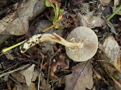 Agrocybe acericola