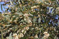 Eucalyptus diversifolia diversifolia