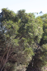 Eucalyptus diversifolia diversifolia
