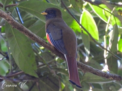Trogon collaris