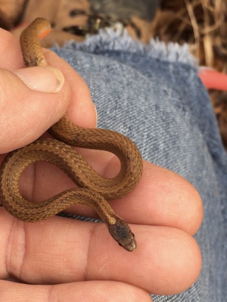 Red-bellied Snake