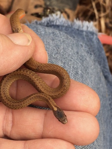 Mexican Yellowbelly Brown Snake