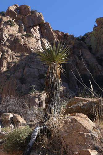 Yucca baccata