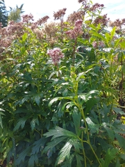 Eupatorium cannabinum