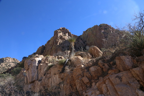 Yucca baccata