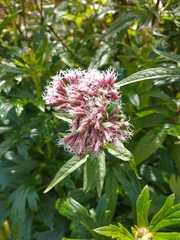 Eupatorium cannabinum