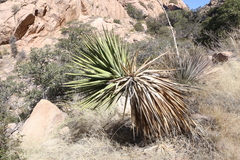 Yucca madrensis