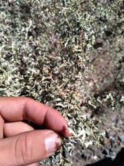Atriplex lampa