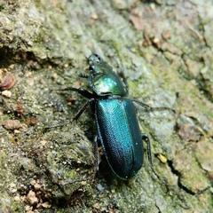 Platycerus caraboides