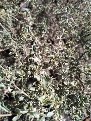 Atriplex lampa