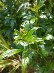 Eupatorium cannabinum