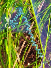 Chaetomorpha spiralis