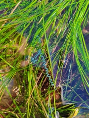 Chaetomorpha spiralis