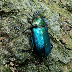 Platycerus caraboides