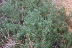 Choisya dumosa