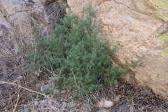Choisya dumosa