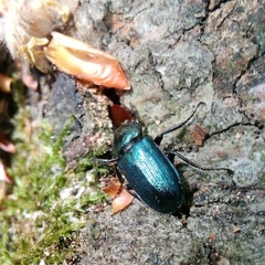 Platycerus caraboides