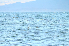 Tachyeres patachonicus