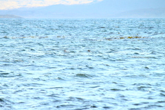 Tachyeres patachonicus