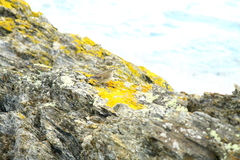 Cinclodes patagonicus