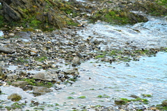 Cinclodes patagonicus