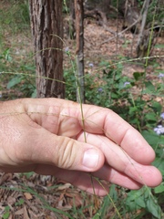 Digitaria parviflora