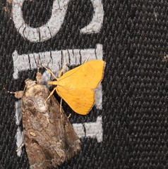 Hyalobathra brevialis