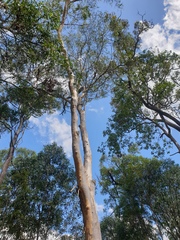 Eucalyptus seeana