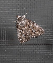 Crioa acronyctoides