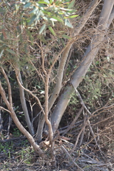 Eucalyptus diversifolia diversifolia