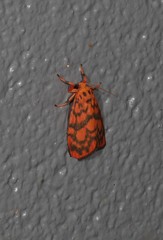 Miltochrista quadrilineata