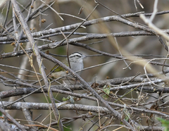 Arremonops tocuyensis