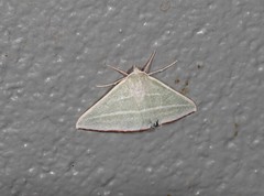 Oenochroma infantilis