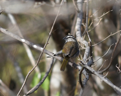 Arremonops tocuyensis