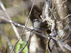 Arremonops tocuyensis