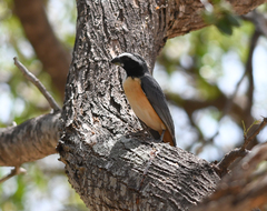 Saltator orenocensis