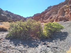 Lycium boerhaviifolium