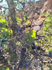 Lycium boerhaviifolium