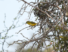 Euphonia trinitatis