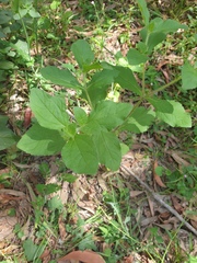 Acanthospermum hispidum