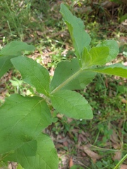 Acanthospermum hispidum