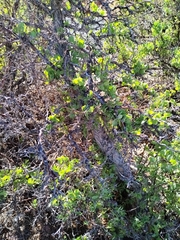 Lycium boerhaviifolium