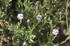Olearia ciliata