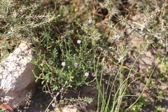 Olearia ciliata