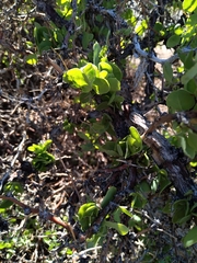 Lycium boerhaviifolium