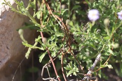 Olearia ciliata