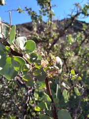 Lycium boerhaviifolium