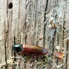 Hypoganus inunctus